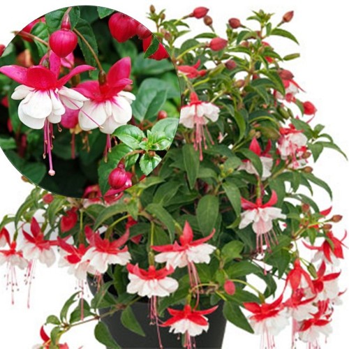 Fuchsia 'SHADOW DANCER Anna' - Fuksia 'SHADOW DANCER Anna' P9/0,55L